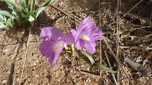 Image result for Siphonochilus parvus