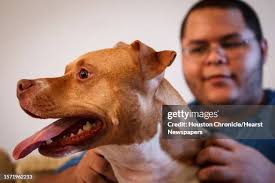 227 Ryan Paulsen Stock Photos, High-Res Pictures, and Images