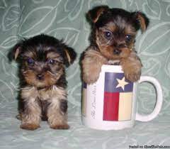 Here are some general characteristics of a yorkie micheline has a gift for working with young puppies, and i can't imagine getting a pup from anyone else. Yorkie Pups 400 Yorkie Poos Shorkies 300 For Sale In Birch Run Michigan Best Pets Online