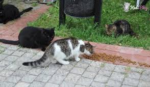 Sokak Kedilerini Ekonomik Ve Saglikli Beslemek Icin En Iyi 5 Yontem Kedi Blog