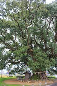 This Is The Biggest Camphor Tree In Japan It S Growing In Higashi Miyoshi Tokushima Prefecture Unique Trees Ancient Tree Beautiful Tree