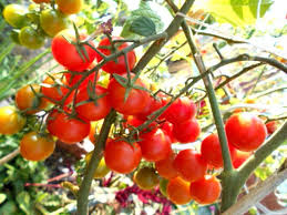 100 Korn Philovita Freiland Cocktail Tomate Ohne Dach Raritat Sehr Resistent Ebay Tomaten Pflanzen Essen