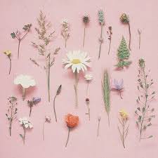 Check spelling or type a new query. Pink Pastel Aesthetic Flowers Novocom Top