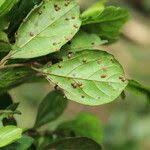 Image result for Celtis mildbraedii