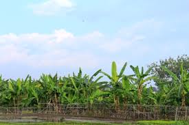 Bahkan tidak banyak masyarakat yang mengetahui hal ini. 100 Pohon Pisang Beromset Puluhan Juta Terbukti