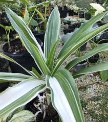Image result for Crinum aurantiacum