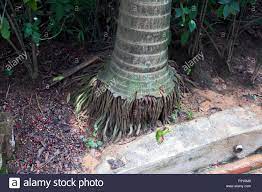 A Palm Tree With Exposed Roots Fibrous Root System In Brazil Stock Photo Alamy