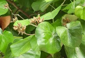 Image result for Hibiscus tiliaceus