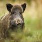 Scottish Feral Pig Control; Corral Trapping - Best... event in Fort Augustus