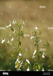 Image result for Rhinacanthus xerophilus