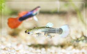 Guppy Fish Care How To Care For Guppies