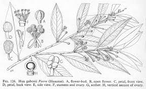 Image result for Huaceae