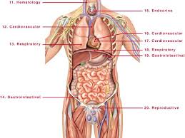 Anatomy Human Body Organs Male Human Organ Diagram Body