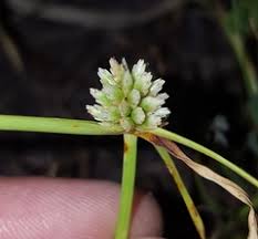 Image result for Cyperus dubius