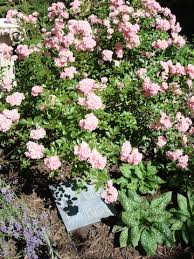 How much sunlight do plants need? Grow Roses In The Shade Yes