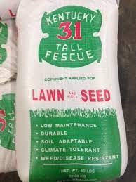 5 Best Grass Seed To Buy For A Healthy And Green Lawn Fescue Grass Best Grass Seed Tall Fescue