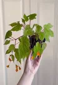 Image result for Begonia sutherlandii