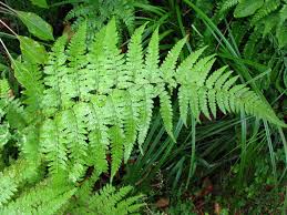 Image result for Microlepia