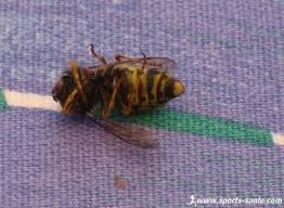 En cas de piqure de guepe plusieurs réactions peuvent survenir. Que Faire En Cas De Piqure De Guepe D Abeille Ou D Autres Insectes Piqueurs Hymenopteres Precautions Pour Eviter Les Reactions Allergiques