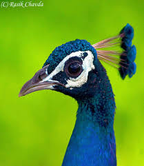 Pin On Pure Spirit Birds Animal