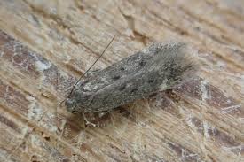 Image result for Bryotropha senectella