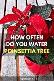 How Often Do You Water A Poinsettia Poinsettia Plant Poinsettia Care Christmas Plants