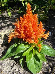 Jeune Astilbe Orange Vif Astilbe Plants Orange