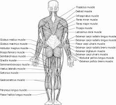 The muscular system is made up of specialized cells called muscle fibers. 2
