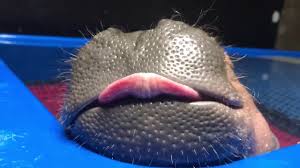 Image result for fiona the hippo
