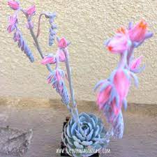 Aeonium, rosettes on stems in december masses of pale pink flowers covering the jade tree. 18 Popular Flowering Succulents With Pictures Succulent Plant Care