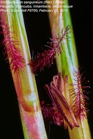 Image result for Schizachyrium sanguineum