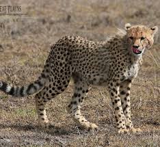 Cheetah Courtesy Of Great Plains Conservation Animals Wild Great Plains Conservation