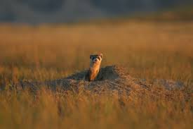 Black Footed Ferret Wild Heart Of The Great Plains Vtx Virginia Tech