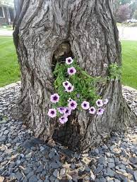 Pin On Gardening And Oudoors