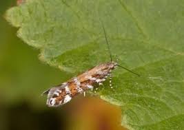 Image result for Ericinella