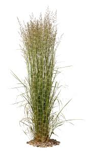 Check spelling or type a new query. Tall Tuft Of Grass Vishopper