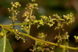 Image result for Searsia longipes