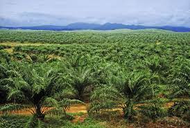 Ms palm trading sdn bhd is based in malaysia which exports, supplies, and distributes high quality palm oil to clients all around the world. Plantations International Palm Oil