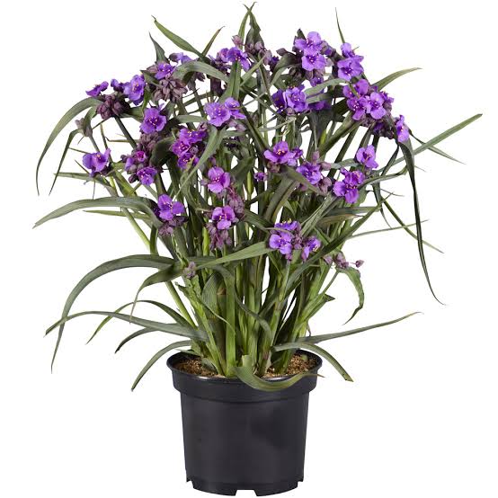 images?q=tbn:ANd9GcTqrKhhum3wlsorUx5xpfy8TX4eCgi5Nph3R32A8k3qlEL13VbBzhwdnQEYeM83yVHNc8E0f3oQtlDHXlzpEYMkag