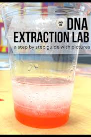 This information can be used to improve crops so that they are more resistant to disease, insect invasion or changes in climate. Dna Extraction Lab For Strawberries Step By Step Guide With Pictures