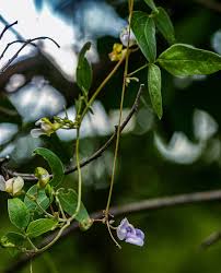 Image result for Decorsea