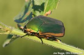 If stinging insects are making you feel unsafe outside, it's time to take action. Buzz Bombing Beetles Bygl