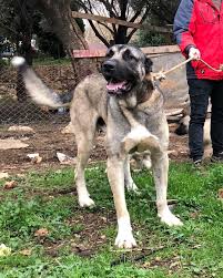 Duman Dog Gifts Anatolian Shepherd Dog Dogs
