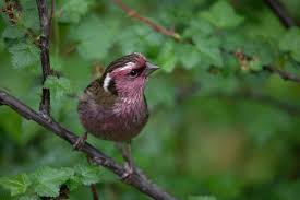 How do you attract crows to train? Finches Of Florida 4 Species With Pictures Wild Bird World