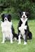 Short Haired Collie Puppy