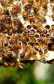 Wir Entfernen Bienen Und Wespennester Giger Gmbh