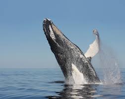 Whale ocean whales whale watching whale breach whale breaching breaching whale whales hd00.22humpback whale family breaching spraying from blowhole by iceberg in greenland arctic. Humpback Whale Mics