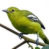Burung cucak rowo sangat terkenal di berbagai kalangan, bahkan sampai dijadikan lirik lagu oleh seseorang artis ternama loh !. Https Encrypted Tbn0 Gstatic Com Images Q Tbn And9gcqgwpfwecjehwwxexhtksvgtki5ic4muxyrgv1sl Y Usqp Cau
