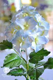 Hydrangea Flowers Gum Paste Hydrangea Sugar Flowers Tutorial Gum Paste Flowers Tutorials