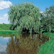 Weeping willow roots can extend up to 30 ft (9.1 m) to 45 ft (14 m). Niobe Weeping Willow Garden Center Bareroot Jung Seed Company